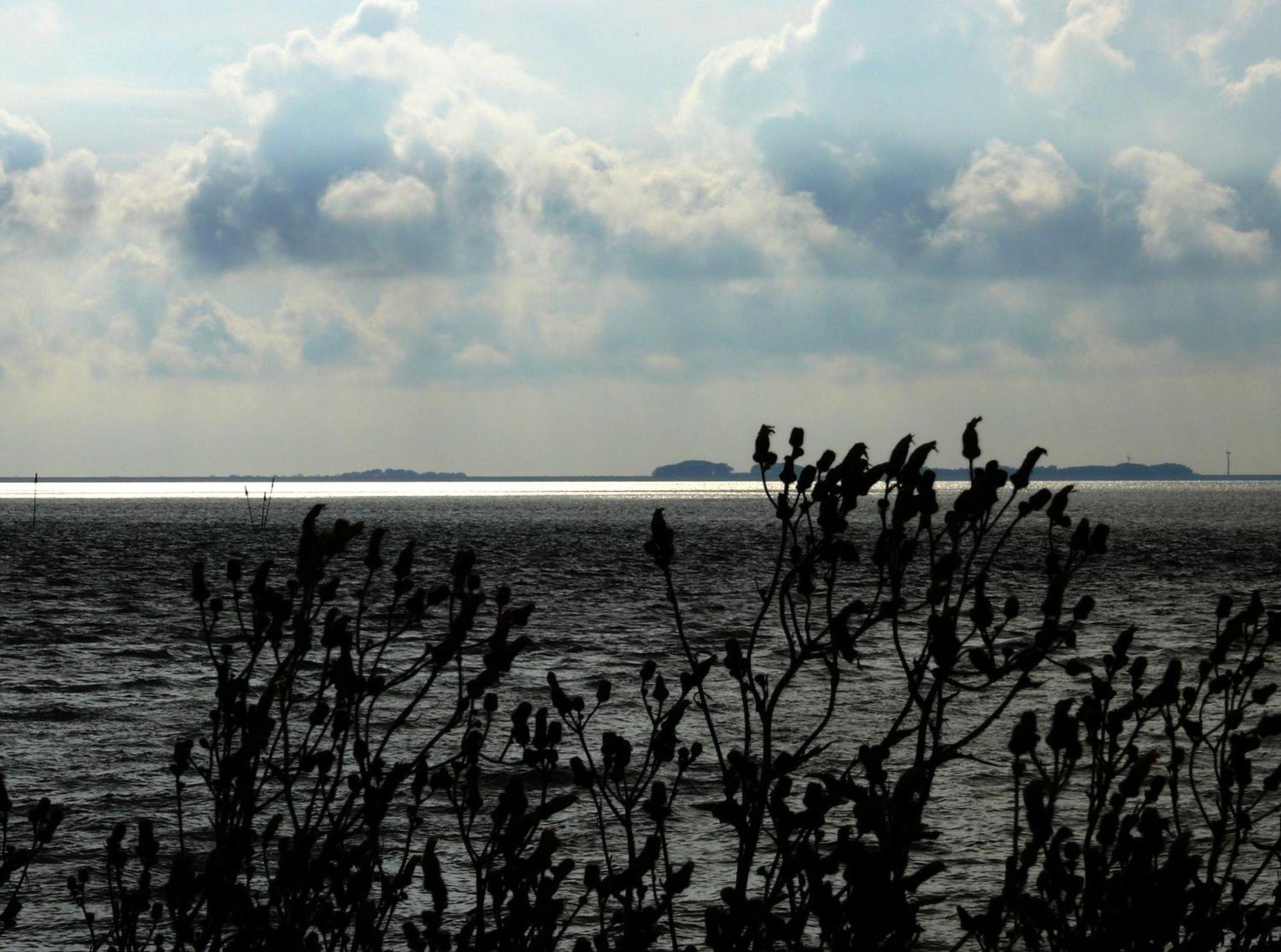 Haus Halligblick, Ferienwohnungen Am Wattenmeer, Whg Langenness Dagebüll Exteriör bild